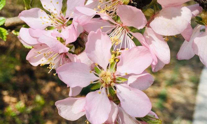 榆叶梅，秋季花中之王（揭开榆叶梅的花语之谜）