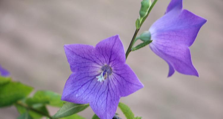 蓝色桔梗花的花语（探究蓝色桔梗花的花语和文化内涵）