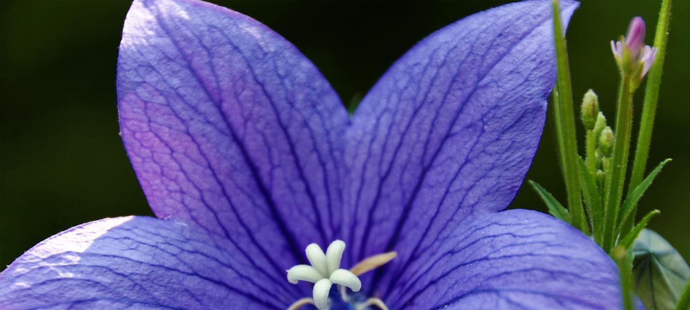 蓝色桔梗花的花语（探究蓝色桔梗花的花语和文化内涵）