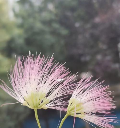 合欢花的神秘寓意（探寻合欢花的象征与文化内涵）