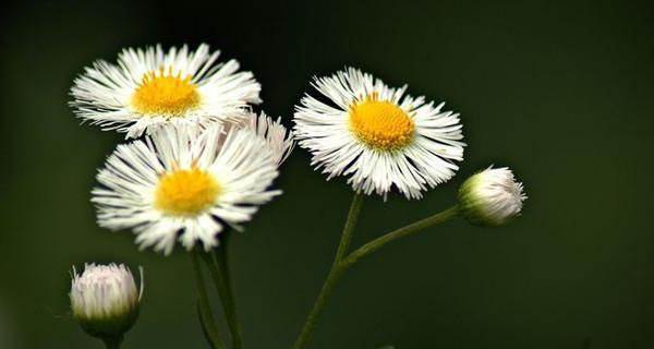 《解析幸福的花语——幸福之花——雏菊》（一朵雏菊，一份幸福的心情）