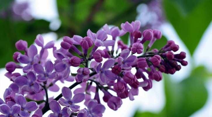 丁香花语（探寻丁香花的深刻内涵）