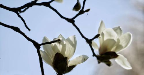 玉兰花的花语和传说（美丽清雅的“骄傲”之花，传承历史与文化）