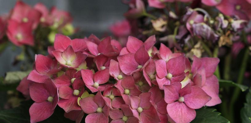 解读绣球花语——花开寓意缤纷（代表清新、浪漫、纯真、美丽的花语，告诉你绣球的含义和象征）