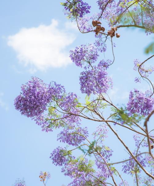 蓝花楹花语寓意（了解蓝花楹花的秘密，传达不同的情感）