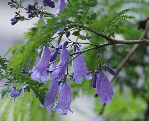 蓝花楹花语寓意（了解蓝花楹花的秘密，传达不同的情感）