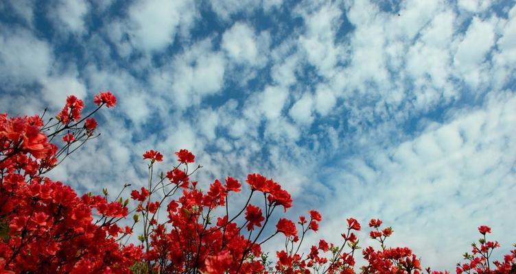 杜鹃花的花语和寓意（揭秘杜鹃花的丰富内涵）