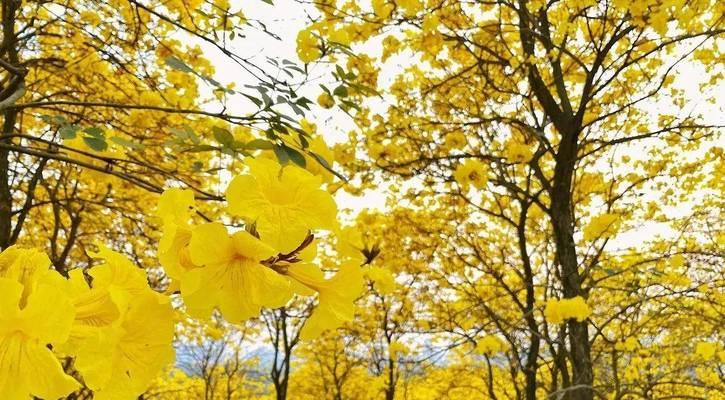 《黄风铃花的花语》（从花语中了解黄风铃花的美丽与意义）