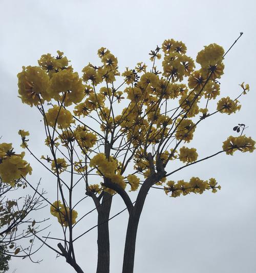 《黄风铃花的花语》（从花语中了解黄风铃花的美丽与意义）