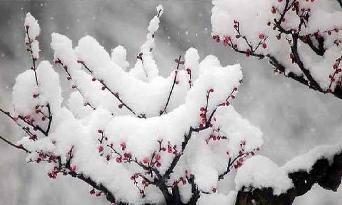 梅花的寓意与花语（探究梅花所代表的文化符号和情感象征）