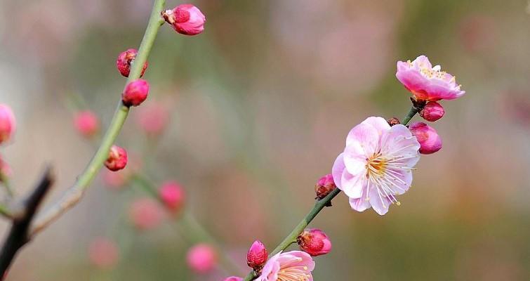 梅花的寓意与花语（探究梅花所代表的文化符号和情感象征）