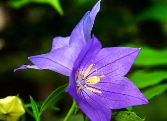 各色桔梗花的花语（探寻不同颜色桔梗花所代表的象征意义）