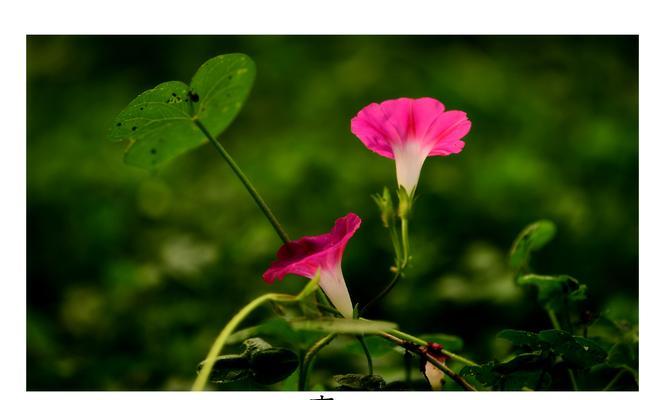 牵牛花的花语（探寻牵牛花的花语和象征意义）