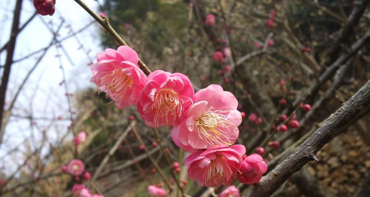 梅花花语的深刻含义（了解梅花的八大花语，领悟生命的真谛）