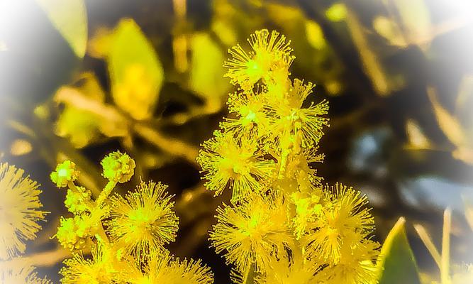 以花代表友谊，传递美好（以鲜花为语，见证情谊）