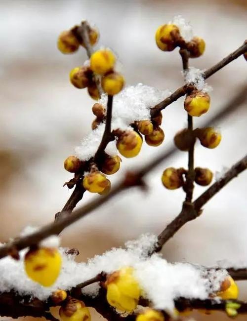 送腊梅之意——传递深情厚谊（腊梅的花语和象征，送给谁更贴心？）