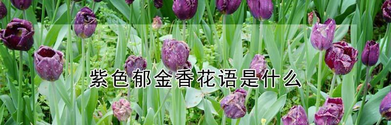 紫色郁金香花语，传递爱与希望（如何用紫色郁金香表达深情厚意？）