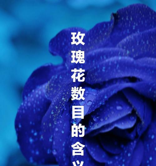 玫瑰花的颜色含义（探索玫瑰花的神秘语言）