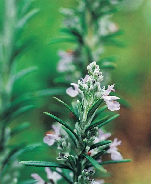 探寻迷迭香的花语（从“记忆之花”到“爱的象征”——迷迭香花语全解析）