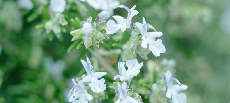 探寻迷迭香的花语（从“记忆之花”到“爱的象征”——迷迭香花语全解析）