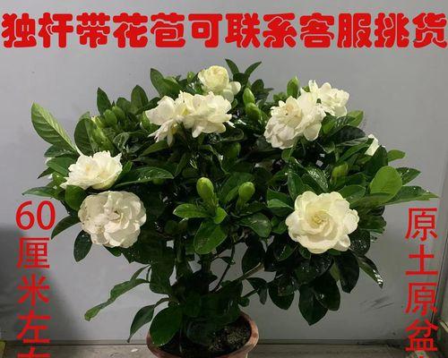 带花苞栀子花的养殖技巧（如何让栀子花茁壮成长）