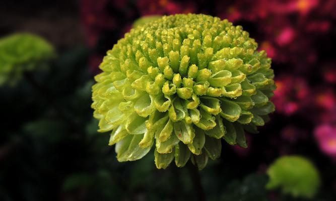 盛开于秋季的菊花（一朵朵金黄的美丽之花）