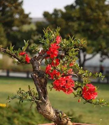 如何成功种植海棠花？（海棠花的养殖方法及要点）