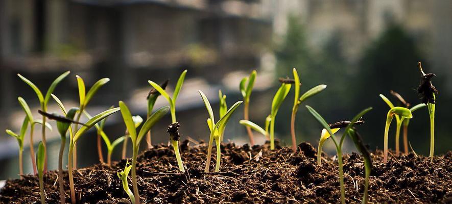 波斯菊种子的发芽和养护（以种植与管理为中心的实用指南）