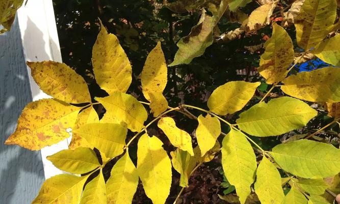 白蜡树花期及蜜源情况详解（白蜡树开花时间、蜜量及蜜质分析）