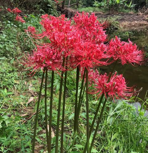 东北地区养护彼岸花的秘诀（彼岸花的适应性及关键养护要点）