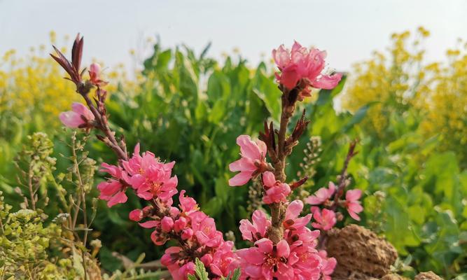 四季花开，色彩盛宴（探寻春夏秋冬的花卉美景）