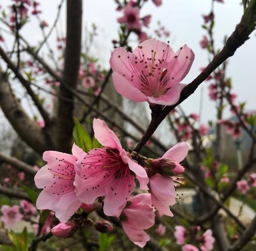 桃花开启春之旅（探寻桃花的开放时间和美丽之处）