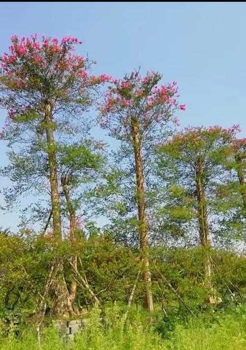 移栽蓝花楹的注意事项（保证蓝花楹移栽成功的8个关键点）