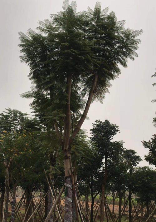 移栽蓝花楹的注意事项（保证蓝花楹移栽成功的8个关键点）