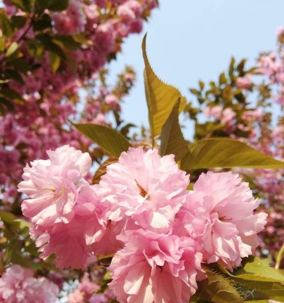 春日花开（迎接春天的8种花）