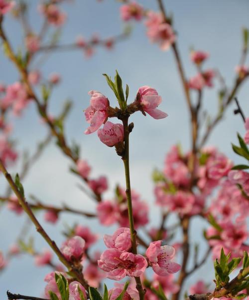 春日花开（迎接春天的8种花）