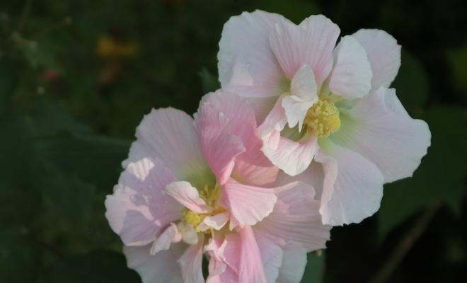 芙蓉花之双色绽放（探究芙蓉花为何会并开两个颜色）