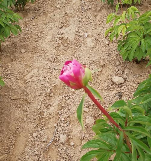 芍药花种植时间与技巧（掌握最佳种植时间，打造绚丽芍药花园）