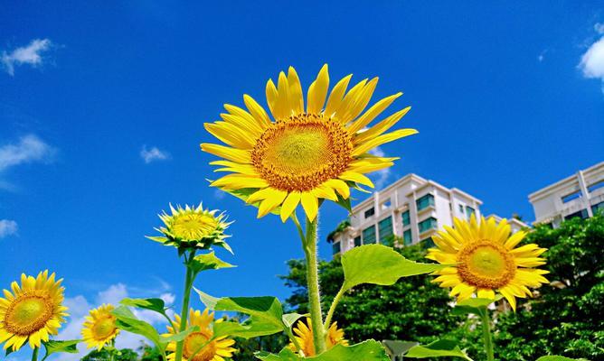 向日葵的象征意义（从阳光、忠诚、成长与爱情四个角度深度解读）