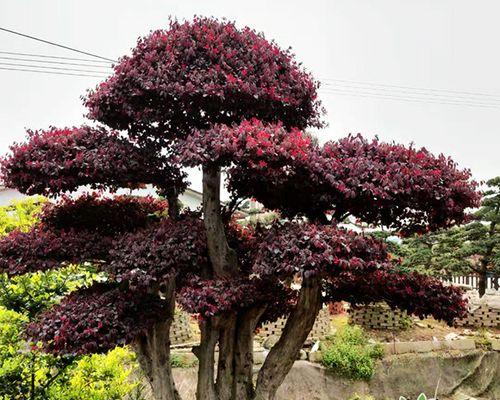 红花继木盆景的养护方法（打造精致庭院，）