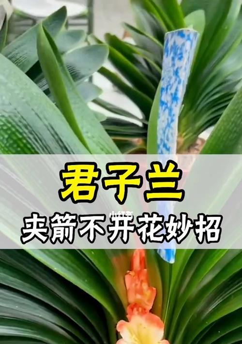 君子兰夹箭之美（探秘君子兰夹箭的历史渊源和栽培技巧）