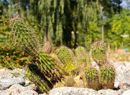 仙人掌种植指南（学会正确种植仙人掌，让家中多一份绿意）