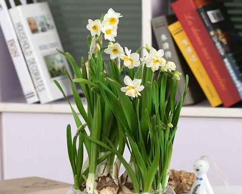 水仙花的水培种植方法（轻松掌握，让你的水仙花生长茁壮）