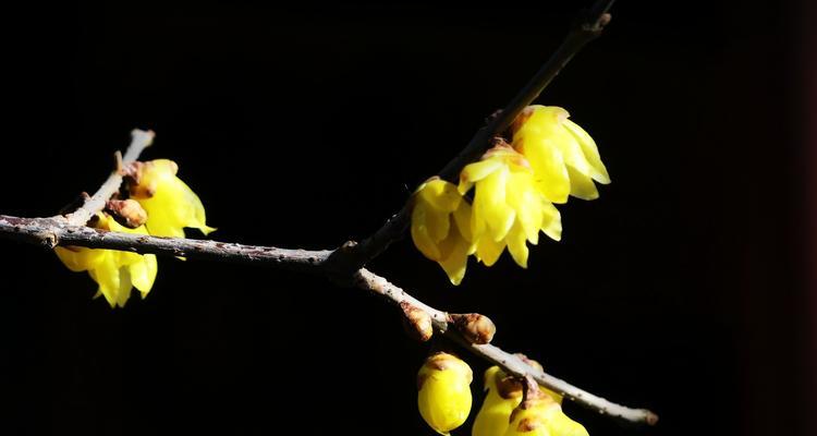 寒冬里的美丽，腊梅花什么时候开？（腊梅花开放时间、开放期间和腊梅花的花语。）