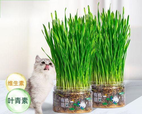 揭秘猫草（猫草的种子是如何帮助你的宠物保持健康的）