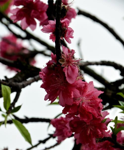 揭秘桃花的精神内涵与文化含义（揭秘桃花的精神内涵与文化含义）