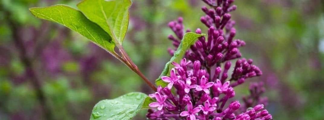 如何养护丁香花？（室内丁香花的养护技巧）