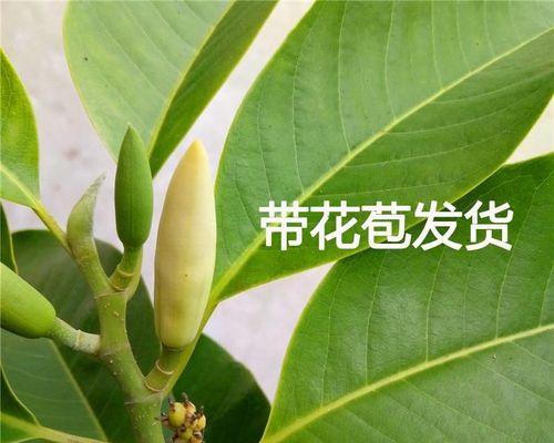 含笑花——美丽绽放不止一次（探秘含笑花的生命力和美丽）