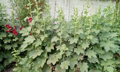 蜀葵花种子的种植方法（在家里轻松培育你的蜀葵花）