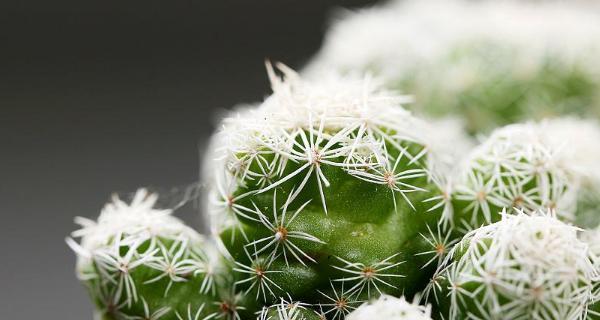 多肉植物品种大全（探索多肉世界，发现千姿百态的多肉品种）